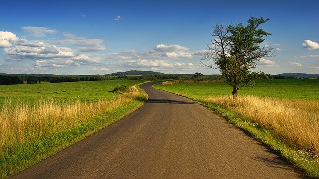 Zwalczanie szkodników w rzepaku jesienią – jak zadbać o zdrowe plony